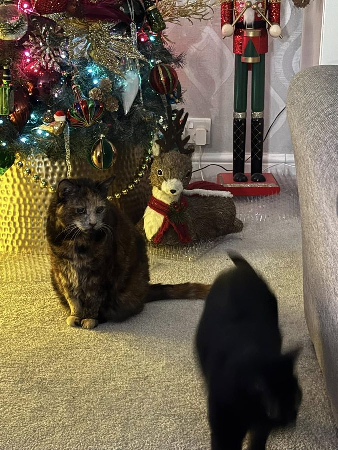 Example cat sitter with her cat