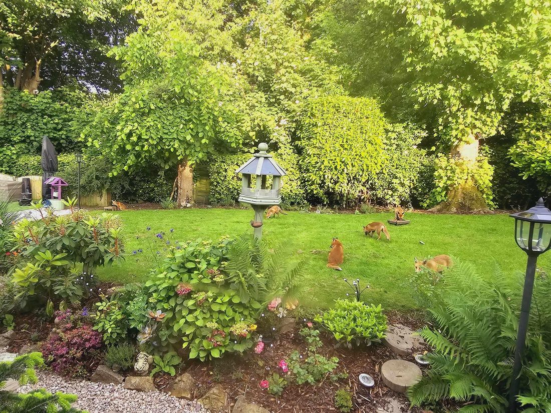 A family of foxes feeding in a leafy Heanor garden