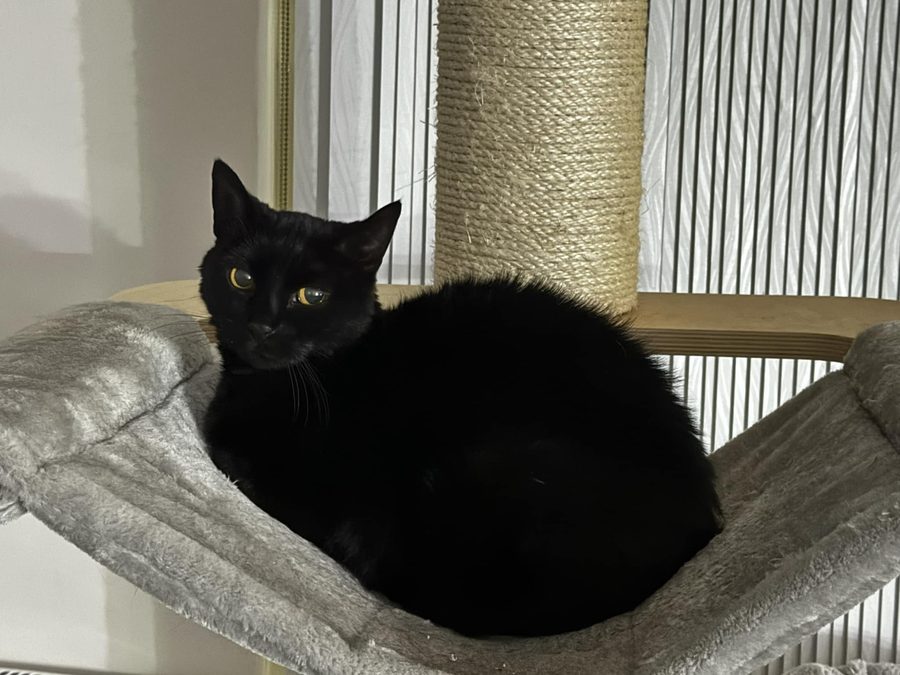 Maizy, a sleek black cat curled up in her cat tree