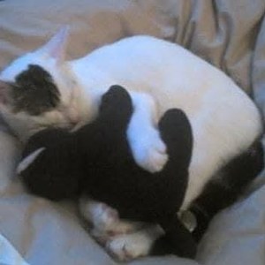 Milo, a white cat, curled up cuddling a toy