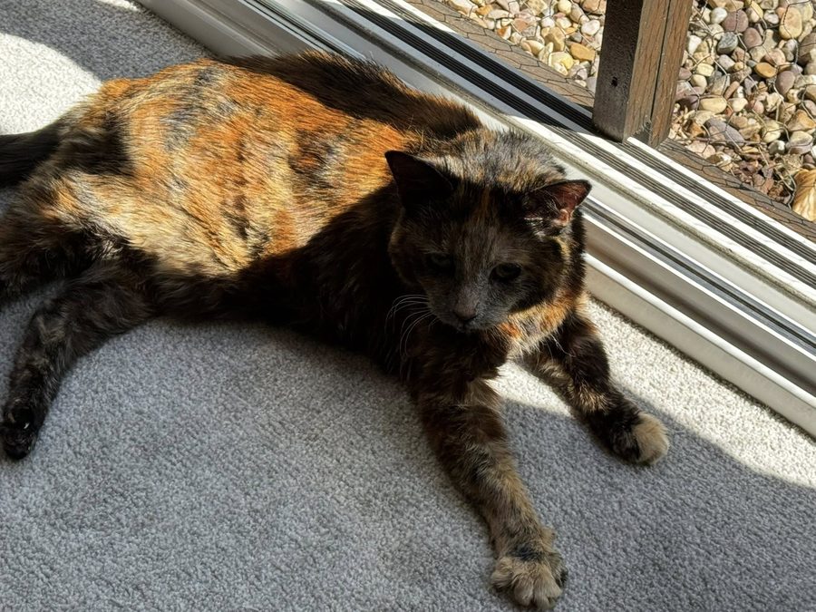 Missy, a tortoiseshell cat stretched out in the sunshine
